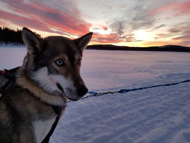 husky